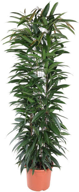 Goed & Groen - Ficus Alii King (zuil) - Rubberboom - XL -↨ 150cm - Potmaat 29 - Exclusieve Kwaliteit Planten - Kamer Plant - Kamerplanten - Sfeer - Interieur