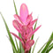 Tillandsia Antonio single ↨ 40cm - hoge kwaliteit planten