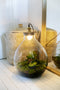 Growing Concepts DIY Duurzaam Ecosysteem Giants Ecolight XXXL - 34 Liter - Planten - Botanische Mix - H52xØ48cm