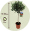 Plant in a Box - Olea Europaea - olijfboom - set van 2 - Pokon - pot 21 cm - hoogte 90-100cm
