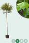 Bol plataan 220 cm stamhoogte | Platanus hispanica 'Alphen's Globe' 10-14 cm 220 cm| Bomenbezorgd.nl