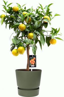 Citrus Clementine in ELHO outdoor sierpot Greenville Rond (groen) ↨ 85cm - hoge kwaliteit planten