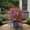 Plant in a Box - Acer palmatum 'Amagi-shigure' - Japanse Esdoorn Winterhard - Pot 13cm - Hoogte 30-40cm