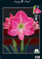 2 stuks Amaryllis, Donkerroze (Steeketiket)