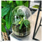 Growing Concepts DIY Duurzaam Ecosysteem Egg Large - Planten - Biophytum Sensitivum - H30xØ18cm