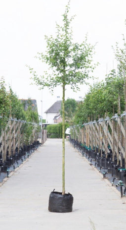 Rode meidoorn | Crataegus l. 'Paul's Scarlet 14-18 cm | Bomenbezorgd.nl