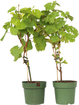 Plant in a Box - Wijnmix - Vitis ‘Himrod’ en ‘Vanessa’ - Set van 2 - ⌀21cm - Hoogte 60-75cm
