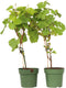 Plant in a Box - Wijnmix - Vitis ‘Himrod’ en ‘Vanessa’ - Set van 2 - ⌀21cm - Hoogte 60-75cm
