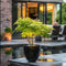 Plant in a Box - Acer palmatum 'Garnet', 'Emerald Lace' - Mix van 2 - Japanse Esdoorns Winterhard- Pot 19cm - Hoogte 60-70cm