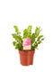 Asplenium Crispy Wave ↨ 30cm - 2 stuks - hoge kwaliteit planten