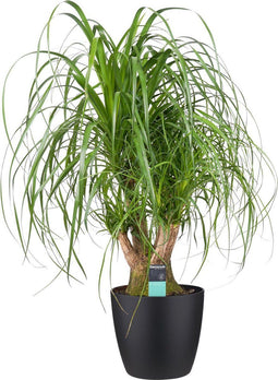 Beaucarnea Vertakt met Elho brussels antracite ↨ 80cm - hoge kwaliteit planten