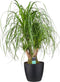 Beaucarnea Vertakt met Elho brussels antracite ↨ 80cm - hoge kwaliteit planten