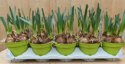 Warentuin natuurlijk - Geurende Narcissen 10 stuks in potjes kleur...