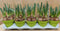 Warentuin natuurlijk - Geurende Narcissen 10 stuks in potjes kleur...