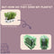 Plants by Frank - 24 Rozemarijnplant - Vaste planten - Tuinplanten - 24 x Ø7 cm - 25 cm - Rosmarinus offincalis winterhard - Geurhaag - Vers geleverd door de kweker