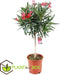Plant in a Box - Nerium Oleander - Tuinplant - Pot 21cm - Hoogte 80-90cm