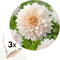 Plant in a Box - Dahlia 'Café au Lait' - set van 3 - zomerbloeiers - dahliaknollen - tuinbloemen - Roze