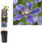 3 stuks - Van der starre - Klimplant Clematis Arabella 75 cm