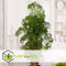 Plant in a Box - Polyscias Fruticosa - Aralia - Artistieke groene kamerplant - Pot 21cm - Hoogte 70-80cm