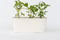 Plant in a Box - Mix van 6 Hydrangea macroph. - Hortensia mix - pot 9cm - Hoogte 25-40cm
