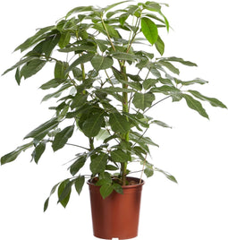 Goed & Groen - Schefflera Amate - Vingersboom - ↨ 100cm - Potmaat 30 - Exclusieve Kwaliteit Planten - Kamer Plant - Kamerplanten - Sfeer - Interieur
