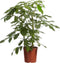 Goed & Groen - Schefflera Amate - Vingersboom - ↨ 100cm - Potmaat 30 - Exclusieve Kwaliteit Planten - Kamer Plant - Kamerplanten - Sfeer - Interieur