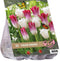 Urban Flowers bloembollen – Virgin dreams - 2 x 10 stuks