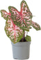Plant in a Box - Caladium Carolyn Whorton - Tropische kamerplant - Pot 13cm - Hoogte 25-40cm