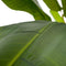 Decoratieve plant Polyethyleen Bananenplant 93 x 90 x 190 cm