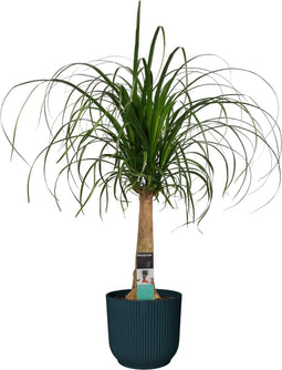 Decorum Beaucarnea in ELHO Vibes Blauw - Duijn-Hove - Groene plant- Hoogte 55 cm