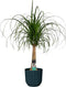 Decorum Beaucarnea in ELHO Vibes Blauw - Duijn-Hove - Groene plant- Hoogte 55 cm
