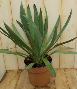 Yucca groen Warentuin