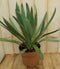 Yucca groen Warentuin
