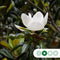 Leimagnolia 240 cm | Magnolia grandiflora ‘Galissonière’ 12-14 cm | Bomenbezorgd.nl