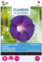 3 stuks - Buzzy - Flowering climbers ipomoea knowlians black