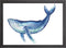 WALVIS A2 POSTER IN LIJST - JOYIN