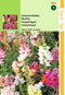 2 stuks - Hortitops - Antirrhinum Majus Nanum Gemengd