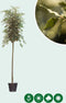 Steeneik Quercus ilex h 375 cm st. omtrek 17 cm st. h 190 cm