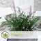 Plant in a Box - Liriope muscari 'Ingwersen' - Set van 3 - Winterharde siergrassen - Pot 14cm - Hoogte 25-35cm
