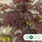 Rode Perzische slaapboom solitair Albizia julibrissin Summer chocol...