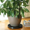 Jardiniere stein Deroma Gerecycled Geïnjecteerde