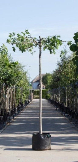 Moeraseik kruisdak 220 cm stamhoogte | Quercus palustris 14-18 cm 220 cm| Bomenbezorgd.nl