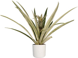 Decorum Ananas Champaca met Elho B.for soft white – ↨ 55cm – ⌀ 14cm