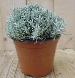 Kerrieplant