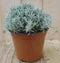 Kerrieplant