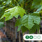 Plataan hoogstam 200 cm | Platanus hispanica 6-10 cm | Bomenbezorgd.nl