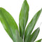 Aspidistra ↨ 60cm - hoge kwaliteit planten