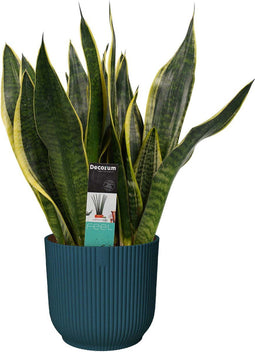 Sansevieria Superba in ELHO Vibes Fold sierpot (diepblauw) ↨ 40cm - hoge kwaliteit planten