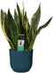Sansevieria Superba in ELHO Vibes Fold sierpot (diepblauw) ↨ 40cm - hoge kwaliteit planten