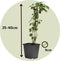 Plant in a Box - Mix van 4 bessenplanten - Braam,kruisbes,aalbes en zwarte bes - Pot 9cm - Hoogte 25-40cm